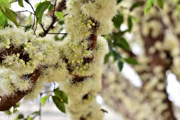 istock Jaboticaba bud and flowers 843487856