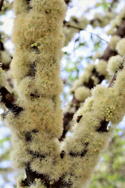 istock Jaboticaba flowers occupying all twig space 843487886