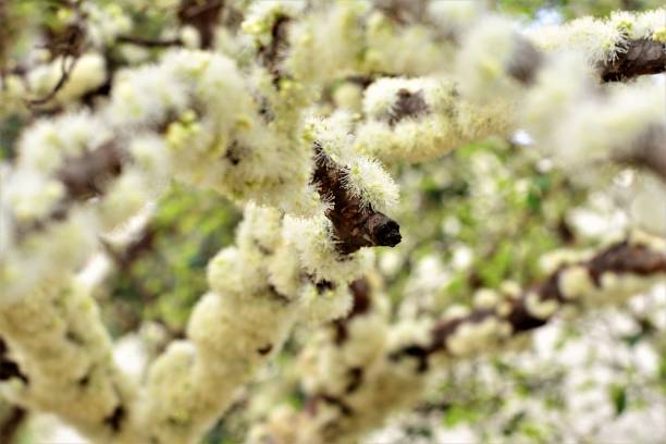 istock Delicacy of jaboticaba flowers in backyard 843487910