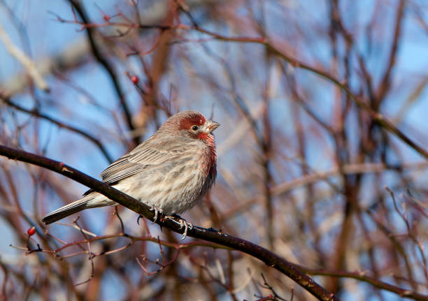 istock House Finch 843490928