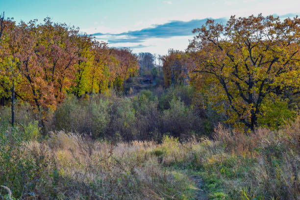 istock Golden autumn in the forest 843491314