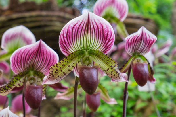 Foto de Flores De Orquídea De Senhora Do Deslizador Da Tailândia Doi Tung  Chiang Rai e mais fotos de stock de Orquídea Sapatinhos - iStock