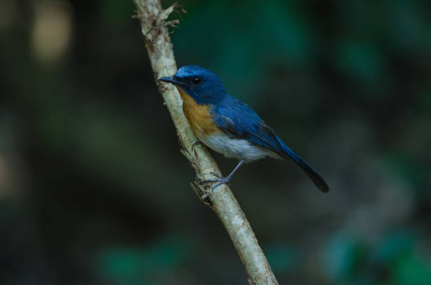 istock Hill Blue Flycatcher on a branch( 843502168