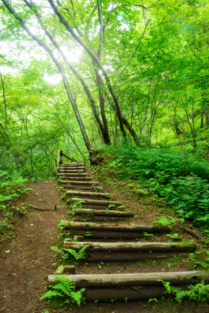 istock Hiking trail in the forest 843502516
