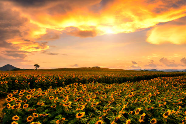 istock Beautiful scenery photos in Thailand for your work. 843502912