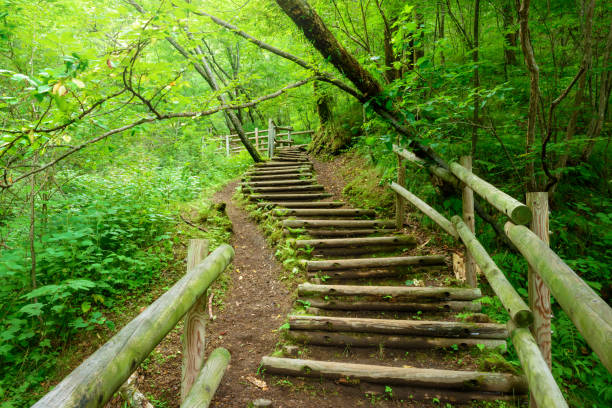 istock Hiking trail in the forest 843503048