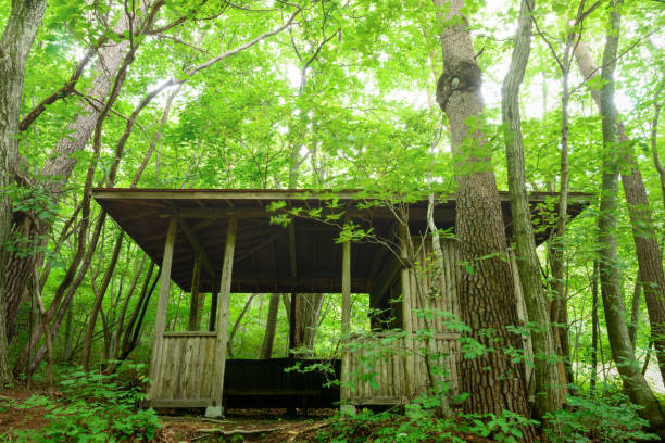 istock Pavilion in the woods. 843505382