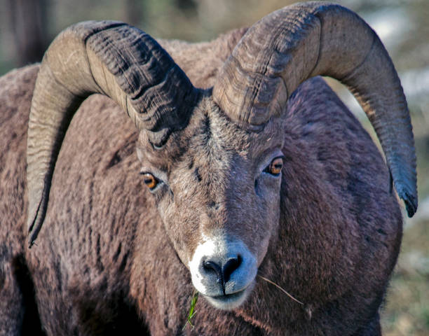 istock Male Bighorn Sheep 843506784