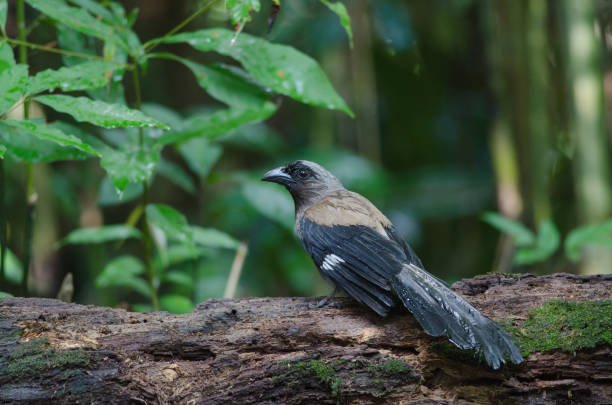 istock Grey Treepie or Himalayan Treepie 843509062