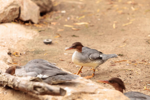 istock Female Scaly-sided Merganser Mergus squamatus 843510696