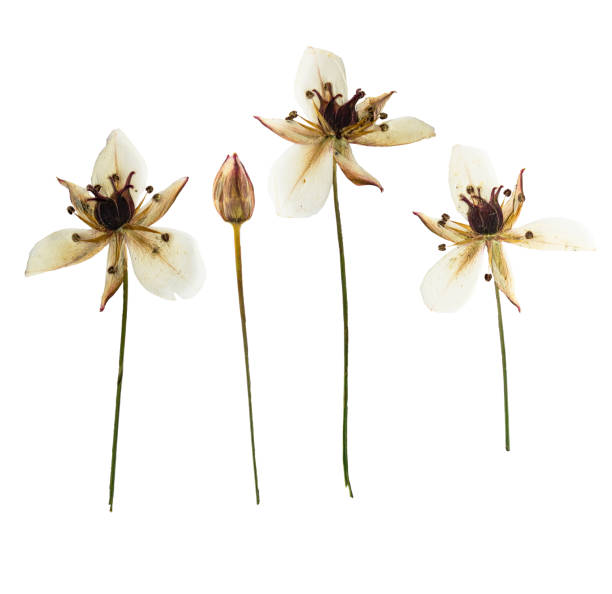 istock Pressed and dried Butomus umbellatus, isolated 843510780