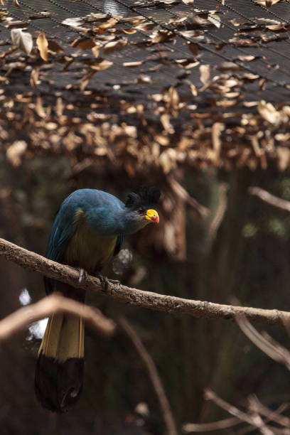 istock Great blue turaco bird, Corythaeola cristata 843513752