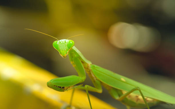 istock Grasshopper species Hierodula patellifera on a green background blur. 843513878