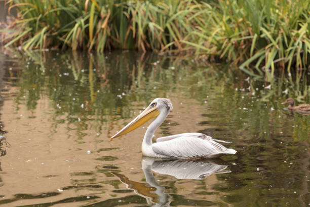 istock Great white pelican, Pelecanus onocrotalus 843513948
