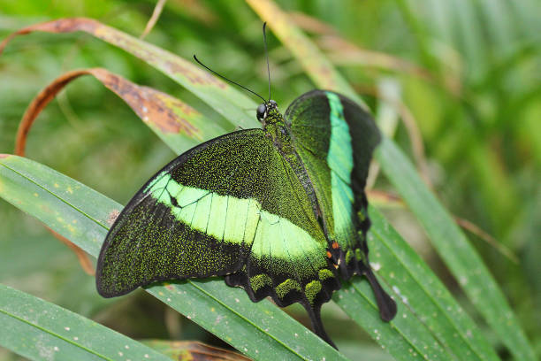 Big green butterfly Emerald Swallowtail from side, Papilio palinurus Big green butterfly Emerald Swallowtail from side, Papilio palinurus papilio palinurus stock pictures, royalty-free photos & images