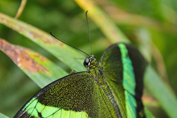 Big green butterfly Emerald Swallowtail close up, Papilio palinurus Big green butterfly Emerald Swallowtail close up, Papilio palinurus papilio palinurus stock pictures, royalty-free photos & images