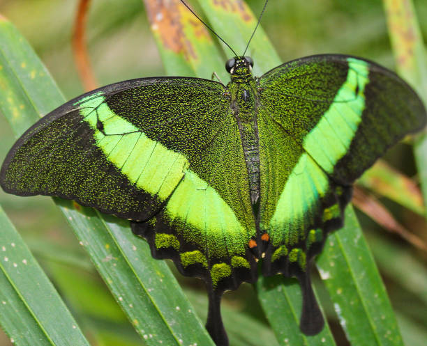 Big green butterfly Emerald Swallowtail, photo to wings, Papilio palinurus Big green butterfly Emerald Swallowtail, photo to wings, Papilio palinurus papilio palinurus stock pictures, royalty-free photos & images