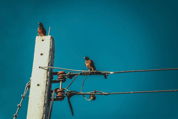istock Bird perched on electric cable wires with blue sky. 843514906
