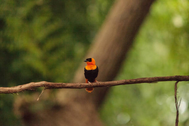 istock Male Northern red bishop Euplectes franciscanus 843518216