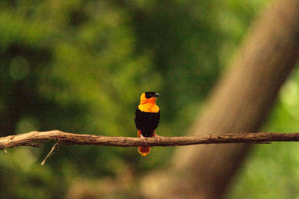 istock Male Northern red bishop Euplectes franciscanus 843518218