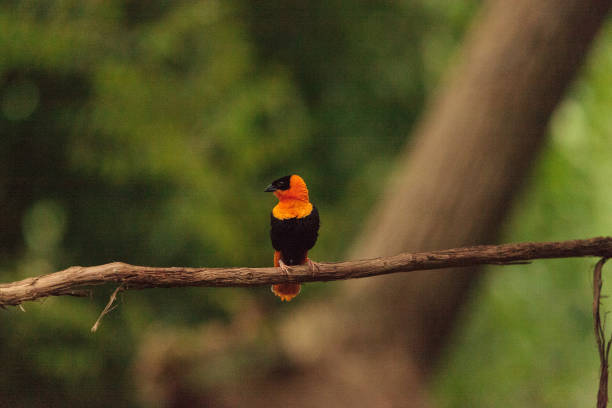 istock Male Northern red bishop Euplectes franciscanus 843518250