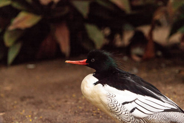 Male Scaly-sided Merganser Mergus squamatus with a black head is found in the forests of eastern Asia