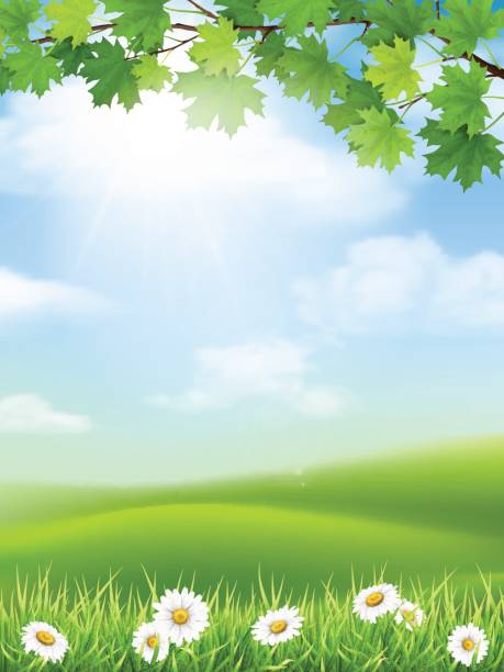 illustrazioni stock, clip art, cartoni animati e icone di tendenza di autunno paesaggio erba collina acero ramo - grass vector meadow spring