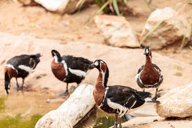 istock Red-breasted goose Branta ruficollis 843518860