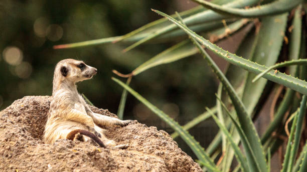 istock Meerkat, Suricata suricatta 843521624