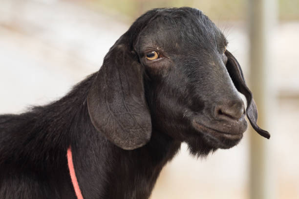 istock Portrait goat (Warm tone) in the farm. 843521834