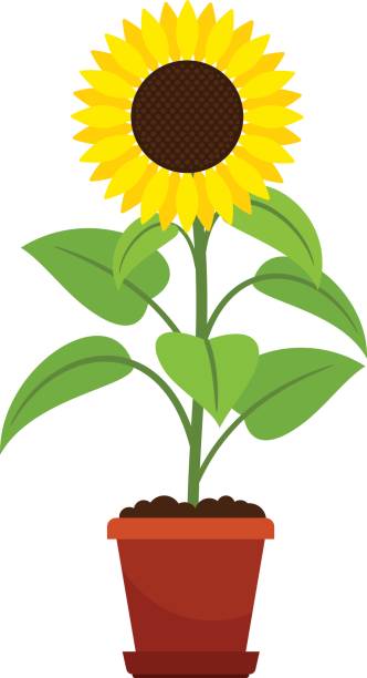 słonecznik w doniczce - sunflower nature environment environmental conservation stock illustrations