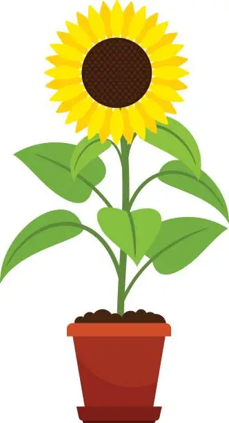 Vector illustration of Sunflower plant in flower pot