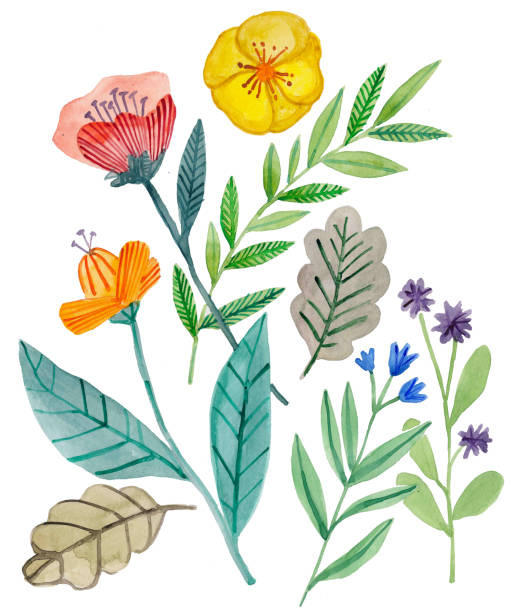 istock Botanical illustration, a set of watercolor flowers and plants, summer 843522776