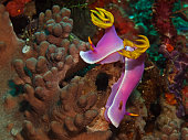 rob-saum-hypselodoris-dorid-nacktschnecken.jpg?b=1&s=170x170&k=20&c=GLF0x9f9qV2fZQlbXduakZ1iPa82iaQwU2h4fwNc_8E=