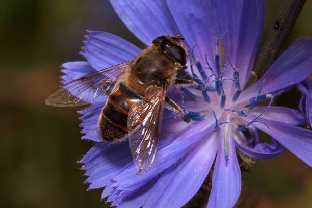 istock Hoverfly is sittiing on a purple flower. 843532816