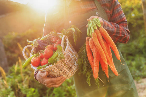 istock Farmer sitting and holding a crate with vegetables in garden 843533380