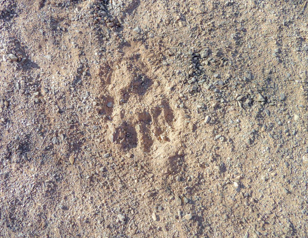 istock footprint of a big cat 843533812