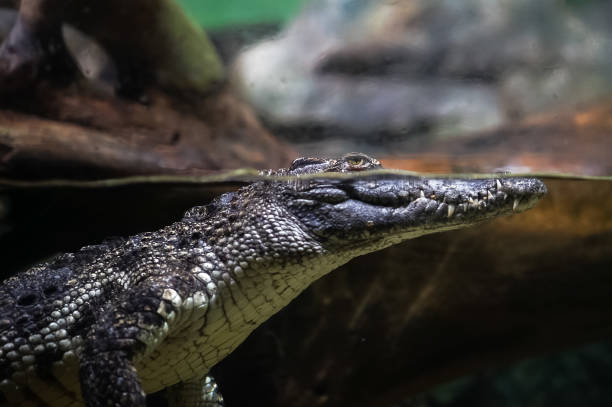 istock Crocodile underwater in the aquarium 843533836