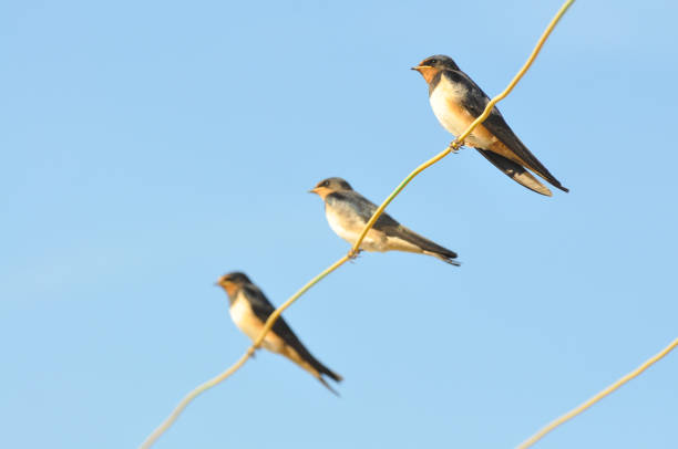 This is an image of swallow diving towards the camera, converted to a painterly image.