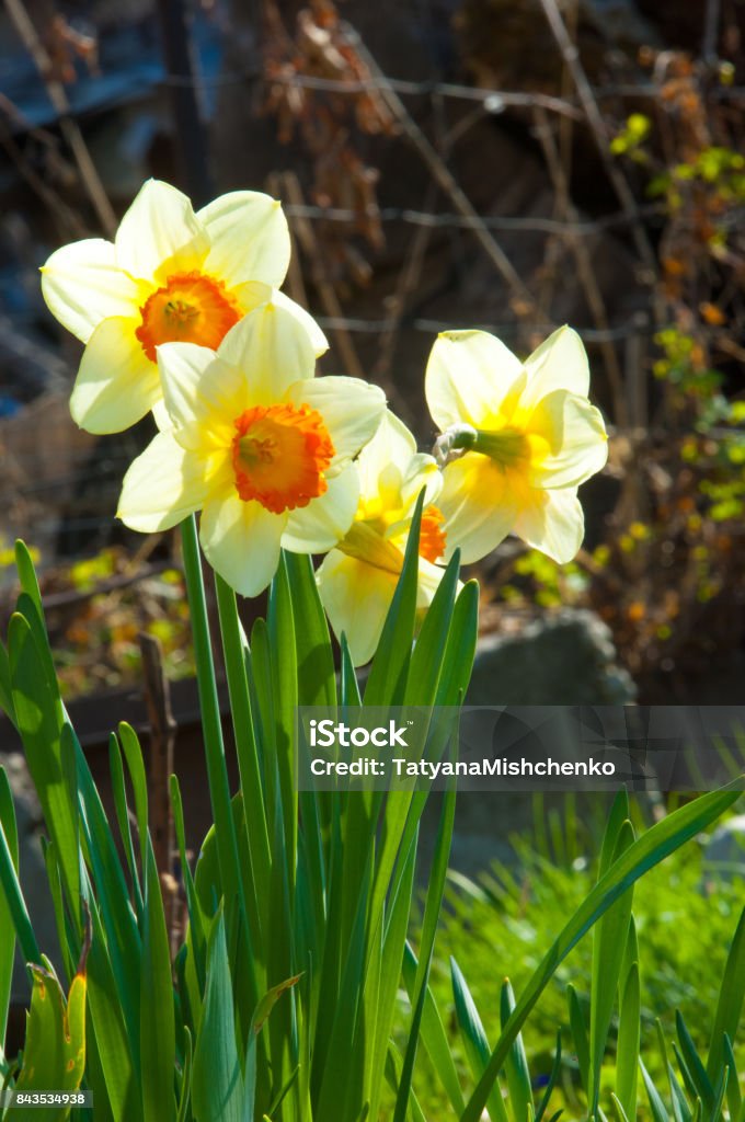 Daffoi Daffodil Daffodilly Daffy Stock Photo - Download Image Now - Abstract ...