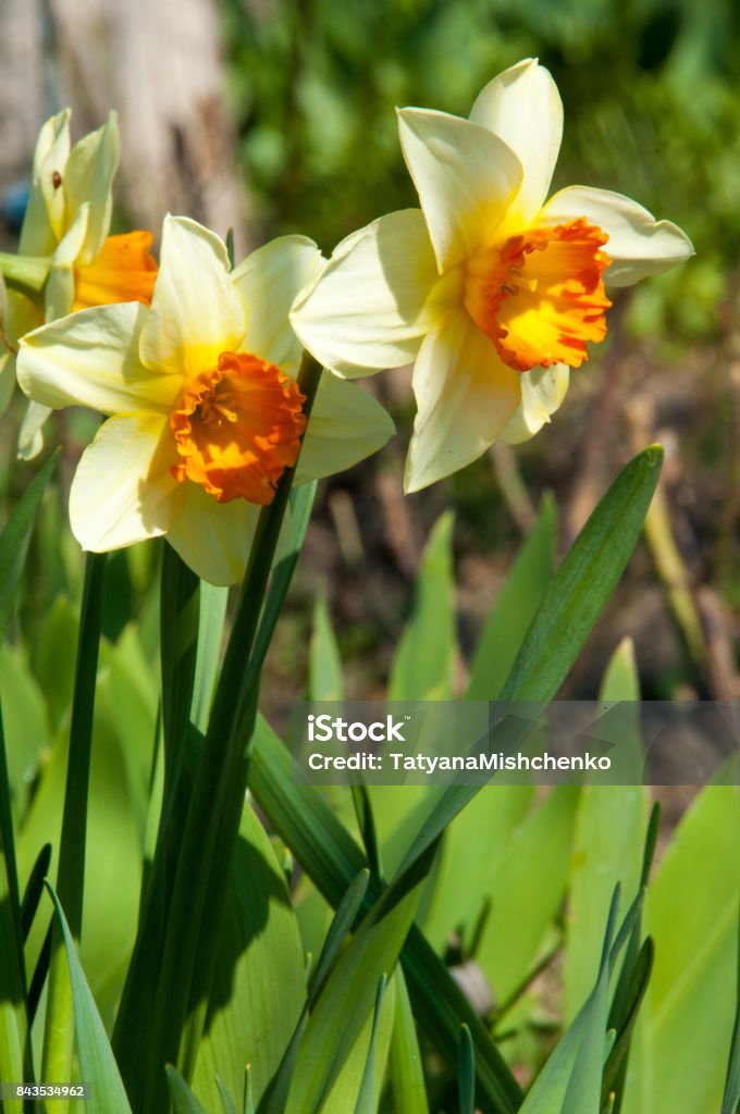 Daffoi Daffodil Daffodilly Daffy Stock Photo - Download Image Now - Abstract ...