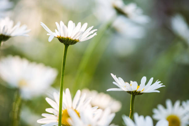 istock Daisy flower on green meadow 843534992