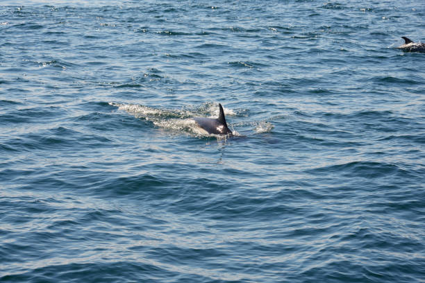 istock Dolphins swimming in the ocean 843535010