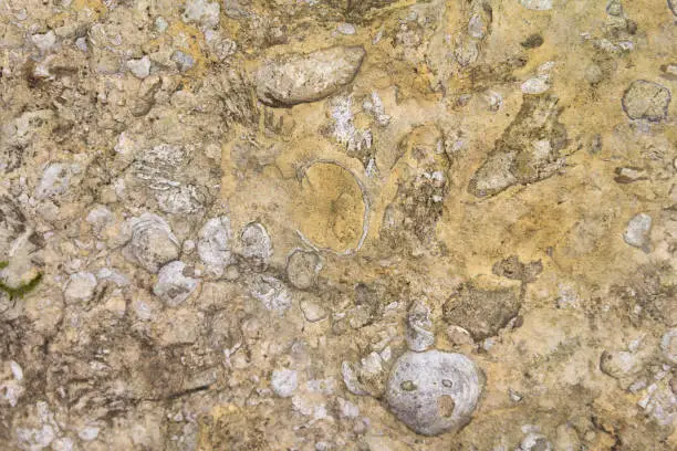full frame macro Muschelkalk limestone closeup