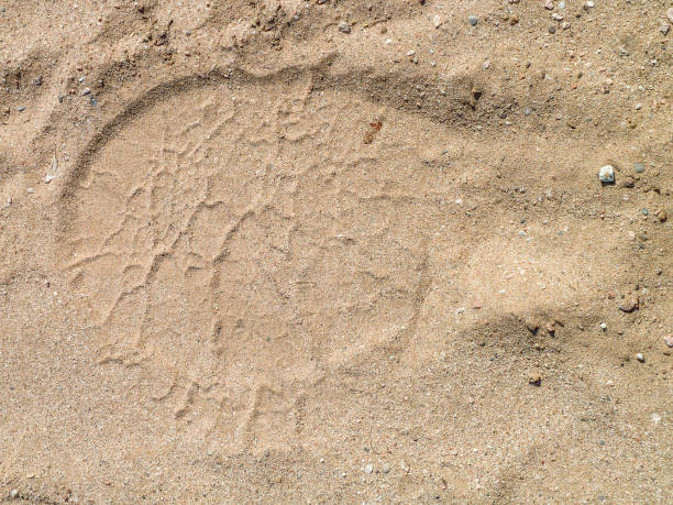 istock footprint of a elephant 843538598