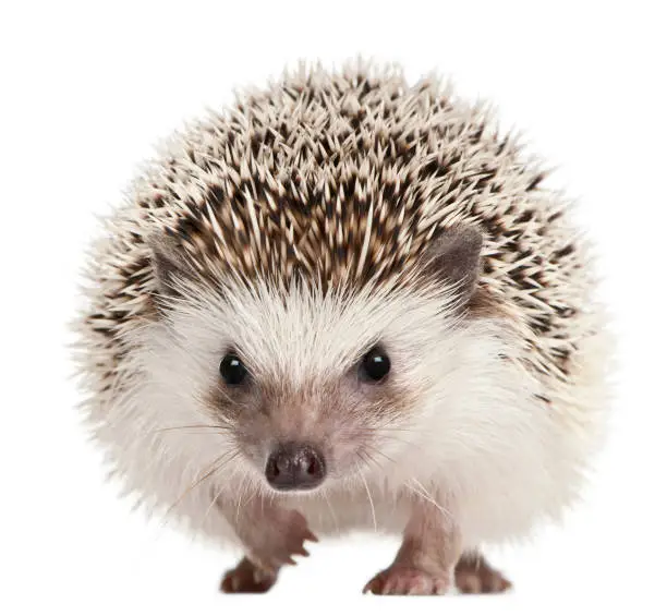 Photo of Four-toed Hedgehog, Atelerix albiventris, 2 years old, in front of white background