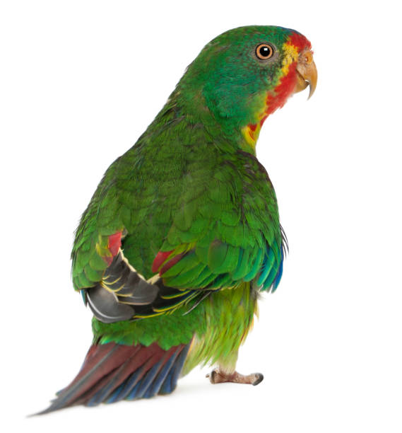 istock Swift Parrot, Lathamus discolor, 2 years old, standing in front of white background 843542508