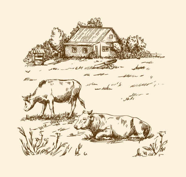 village houses and farmland village houses and farmland. vector sketch drawn by hand on a grey background cow drawings stock illustrations