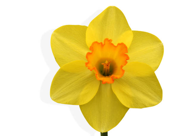 istock Premium Rare Daffodils and Narcissus - Part 1 843545476