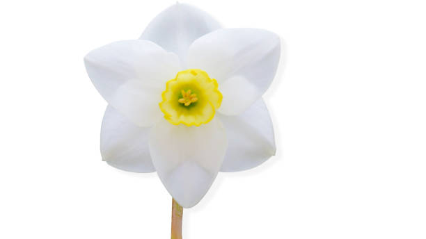 istock Premium Rare Daffodils and Narcissus - Part 1 843545606